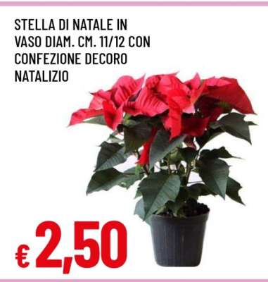 STELLA DI NATALE
