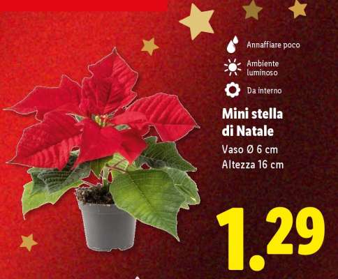 Mini Stella di Natale