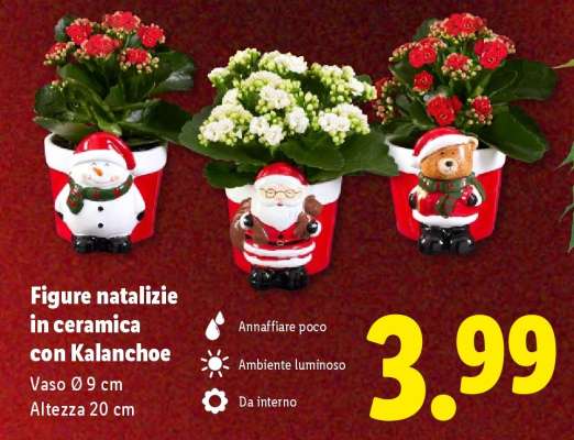 Figure natalizie in ceramica con Kalanchoe