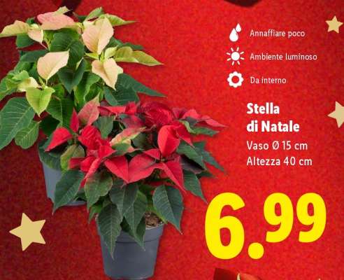 STELLA DI NATALE