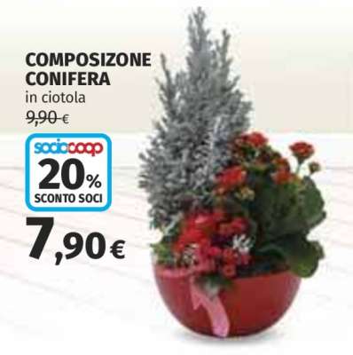 COMPOSIZIONE CONIFERA