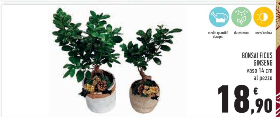 Bonsai Ficus Ginseng