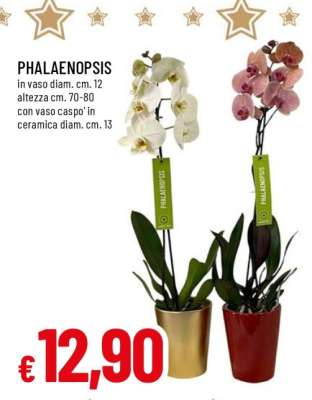 Phalaenopsis