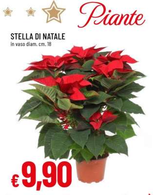 STELLA DI NATALE