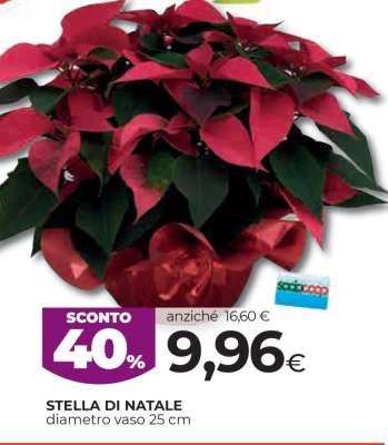 STELLA DI NATALE