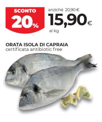 ORATA ISOLA DI CAPRAIA