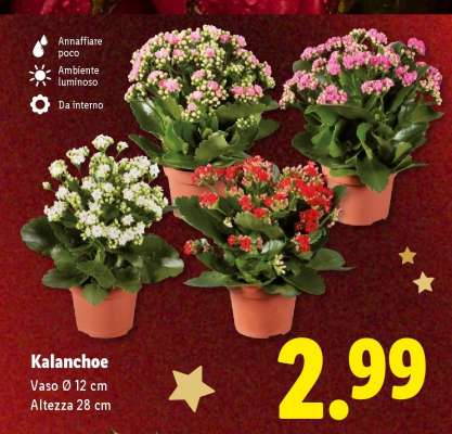 Kalanchoe